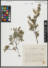Foto von Salix saxatilis Turcz. ex Ledeb.